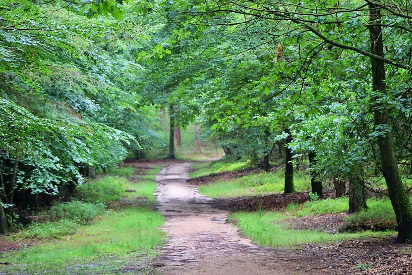 Bospad Veluwe van Debby Frijn