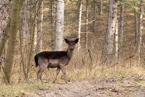 Chevreuil dans les bois