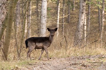 Deer in the woods by Annelies Cranendonk