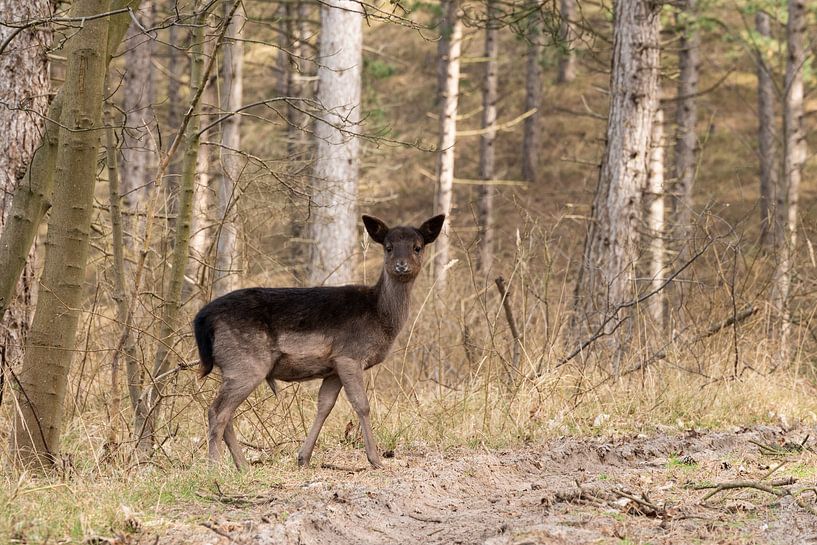 Deer in the woods by Annelies Cranendonk