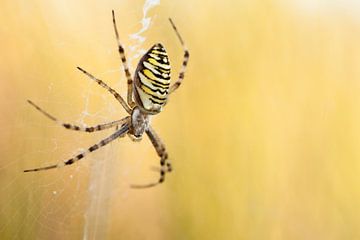 Wasp spider in spiders web by Caroline Piek