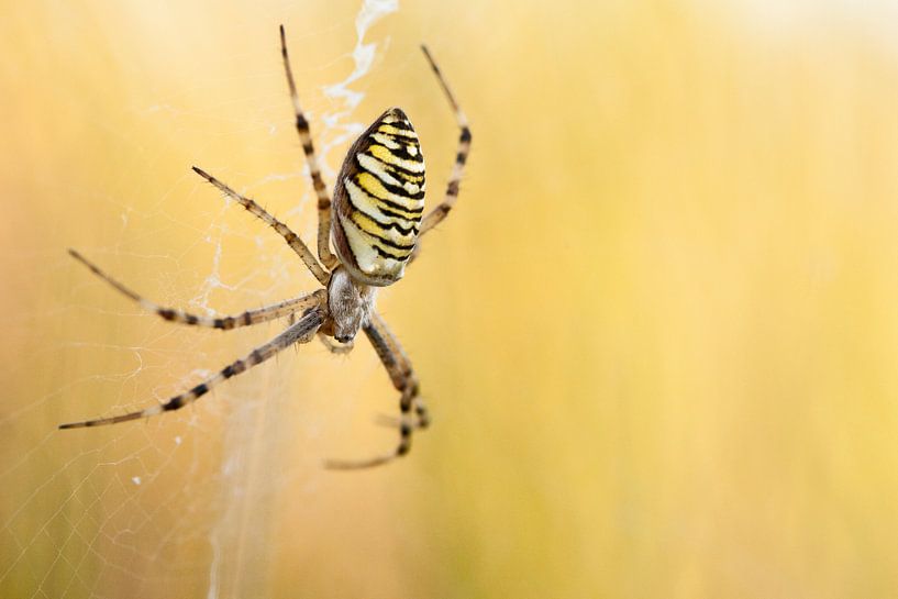 Wasp spider in spiders web par Caroline Piek