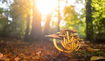 Champignons dans la forêt lors d'une belle journée d'automne sur Sjoerd van der Wal