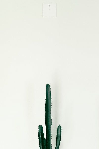 Cactus melancholy by michaelpweiss