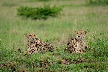 Cheeta broers van Ingrid Sanders