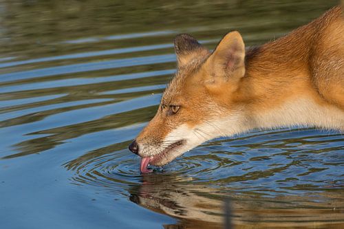 Drinkende vos