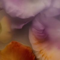 Bloemen in ijs: paars en oranje