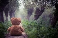 Teddy in the mist