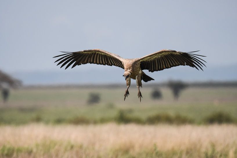 Geier von Robert Styppa