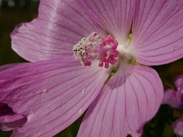 Detail van de bloem van muskuskaaskruid. van Wim vd Neut