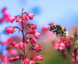 Macro d'un bourdon volant sur une fleur d'heuchère