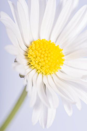 Een eenvoudig madeliefje