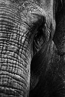 Olifant