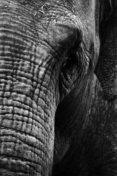 Olifant by Sem Viersen