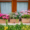 Charmant raam met bloeiende plantenpotten en levendige geranium planten buiten van ChrisWillemsen