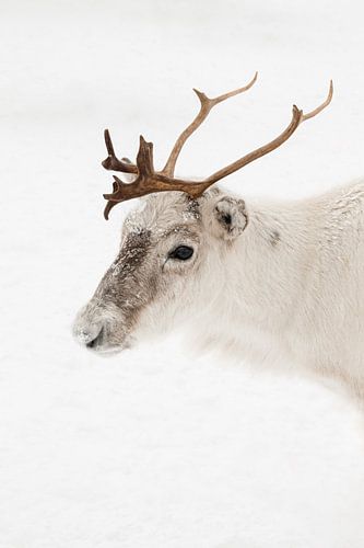 Rendier Portret In Het Noorden Van Noorwegen