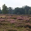 Heide landschap in Nederland sur michael meijer