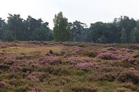 Heide landschap in Nederland