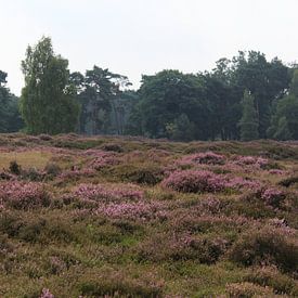 Heide landschap in Nederland van michael meijer