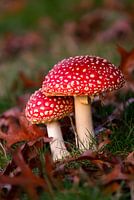 Pilze