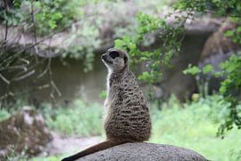 Poserend stokstaartje van Marianne van den Bogaerdt