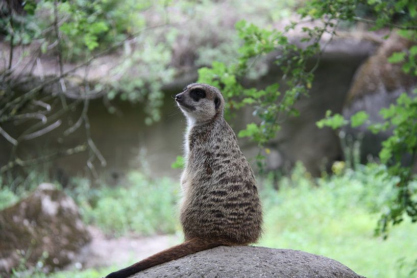 Posing meerkat by Marianne van den Bogaerdt