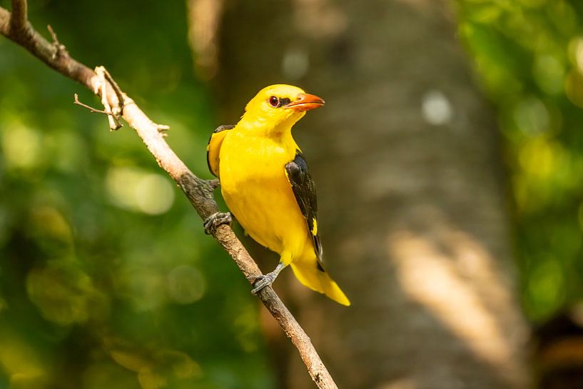 the oriole, Oriolus oriolus by Gert Hilbink