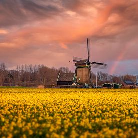 Een zee van narcissen van Costas Ganasos