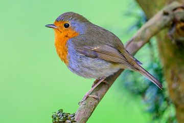 Robin sitting on a branch with a green background
