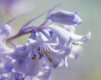 Hyacinthus in bloom