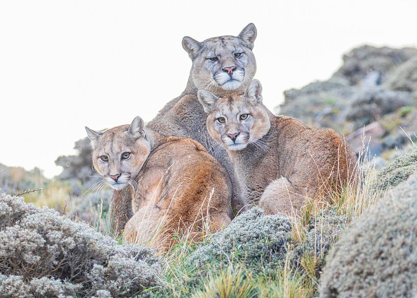 Puma family by Lennart Verheuvel