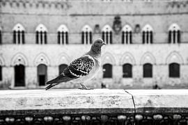 Il Piccione, Aledanda