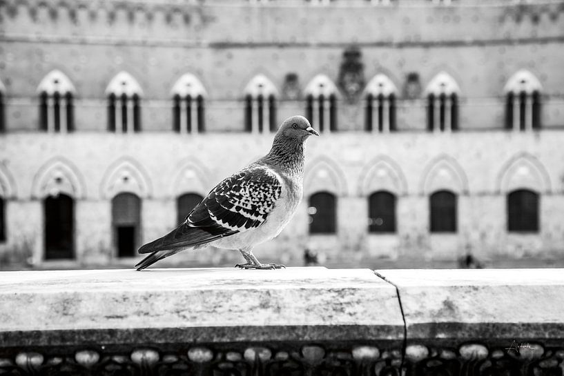 Il Piccione, Aledanda by Wild Apple