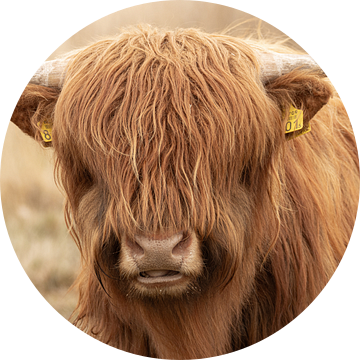 Portret van een jonge Schotse Hooglander stier van KB Design & Photography (Karen Brouwer)