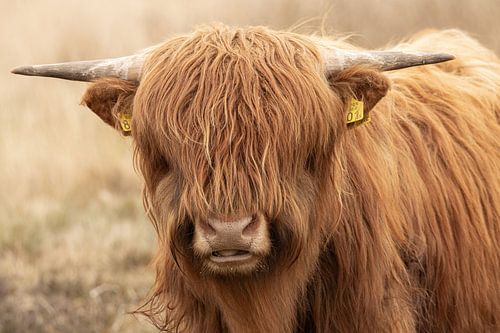 Portrait of a young Scottish Highlander bull
