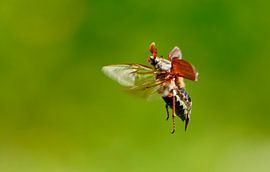 fliegender Maikäfer
