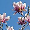 Magnolias dans une lumière printanière éclatante sur Silva Wischeropp