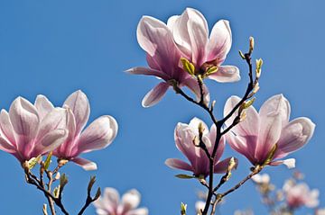 Magnolias dans une lumière printanière éclatante