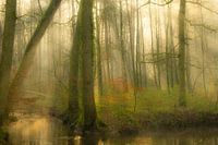 Stimmungsvoller Wald