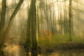 Forêt clairsemée sur Marc Houter