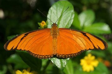 Oranje Vlinder von Michel van Kooten