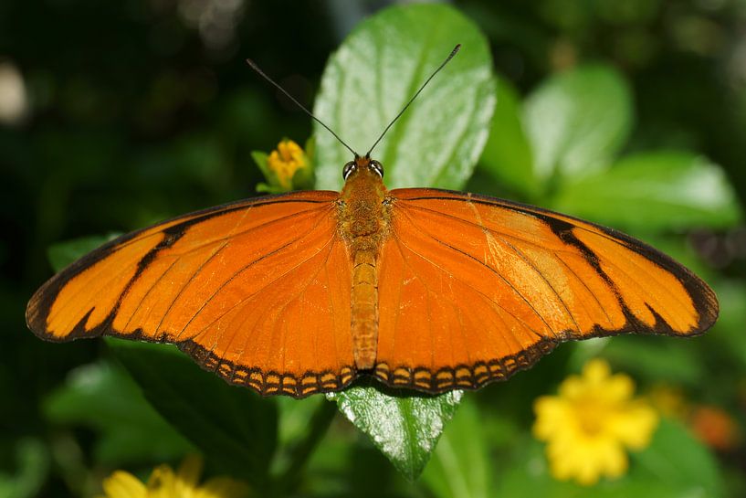Oranje Vlinder by Michel van Kooten