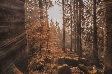 Sonnenstrahlen im Wald von Marc-Sven Kirsch