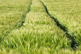 Weg im Feld von Frank Herrmann