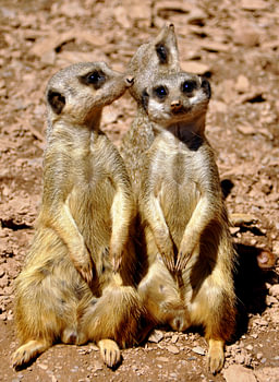 Drei Erdmännchen