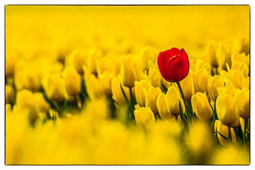 Oser être différent