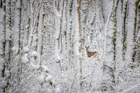 Ree in winters bos (kleur)