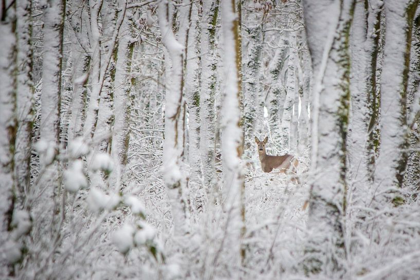 Hirsch im Winterwald (Farbe) von Martzen Fotografie
