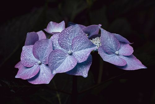 Morning dew