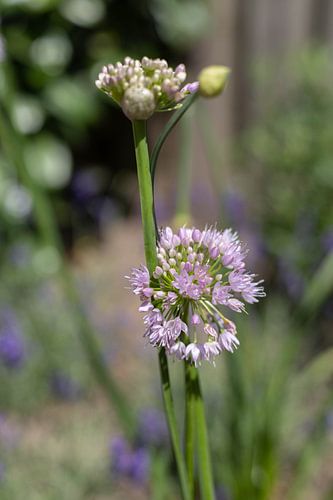 mooie paarse bloem van Cheyenne Bevers Fotografie